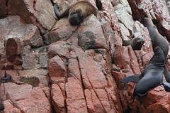 1194-Isole Ballestas,19 luglio 2013